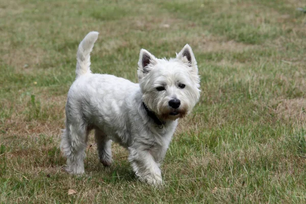 West Highland Bianco Terrier Cane Animale Domestico — Foto Stock