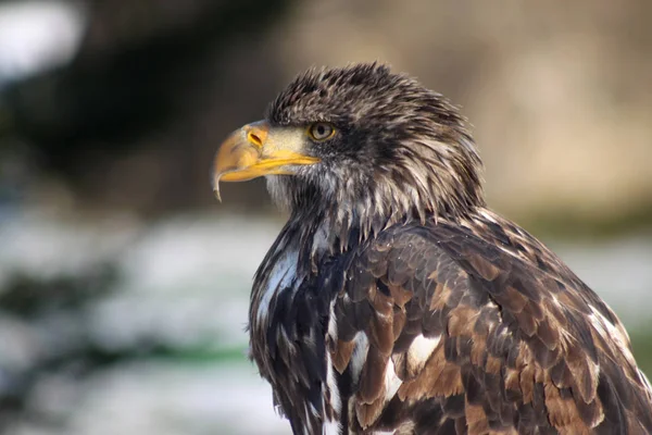 scenic view of majestic bald eagle at wild nature