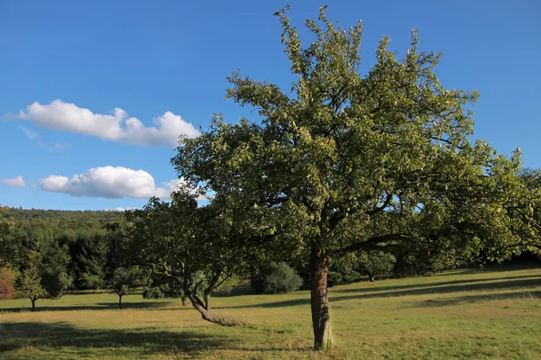 Gyümölcsös Kora Nyáron — Stock Fotó