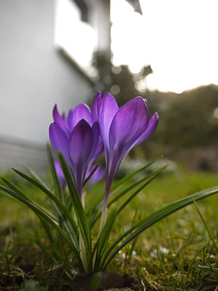 Violette Krokusse Frühlingsblumen Blütenblätter — Stockfoto