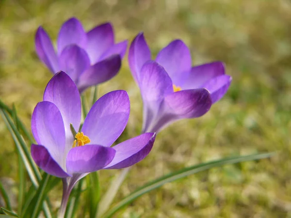 Crocus Flowers Bloom Spring Flora — Stock Photo, Image