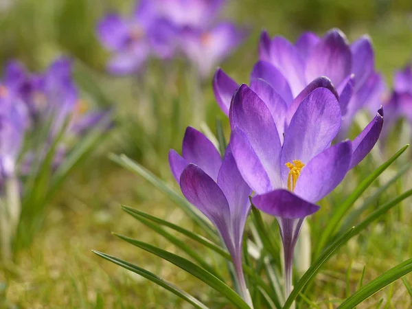 Bahar Çiçeği Mor Flora — Stok fotoğraf