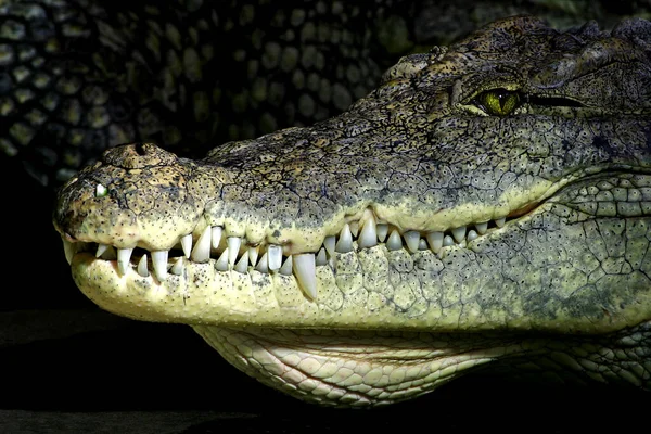 Crocodilo Animal Réptil Perigoso — Fotografia de Stock