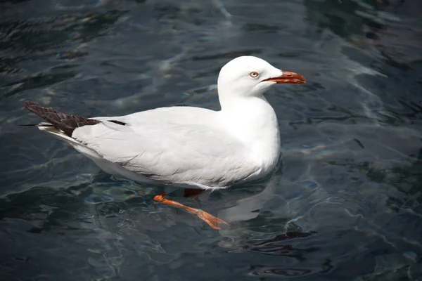 Seagull Water 0420 — Stock Photo, Image