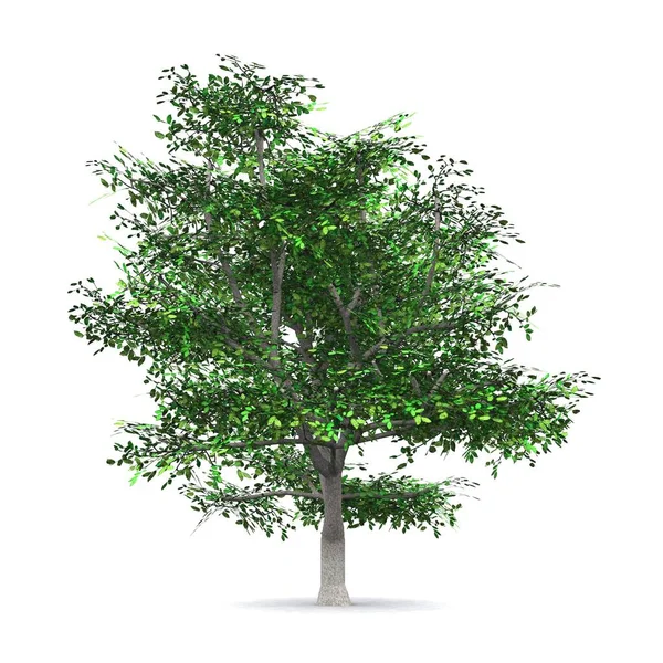 Albero Facoltativo — Foto Stock