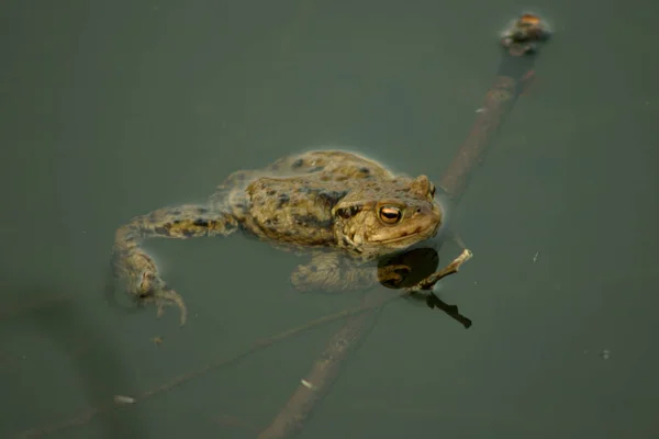 Ung Vanlig Padda Bufo Bufo — Stockfoto