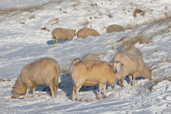 Moutons Domestiques Sur Pâturage — Photo