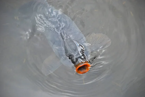 Goldfische Wasser — Stockfoto