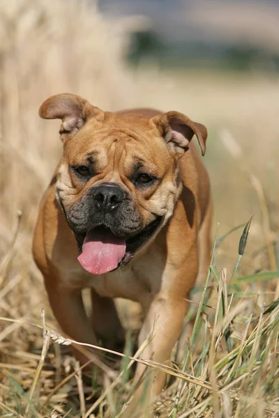 Bulldog Continental Cão Pedigree — Fotografia de Stock