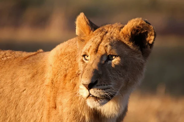 Löwin Kruger Park Südafrika — Stockfoto