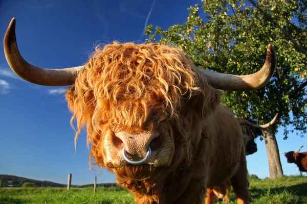 Skotsk Höglandsboskap Kvällssolen — Stockfoto