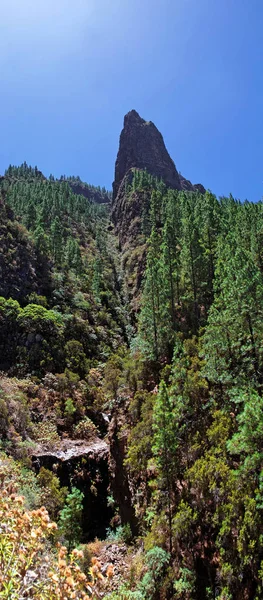 Tubos Órganos Valle Orotava —  Fotos de Stock