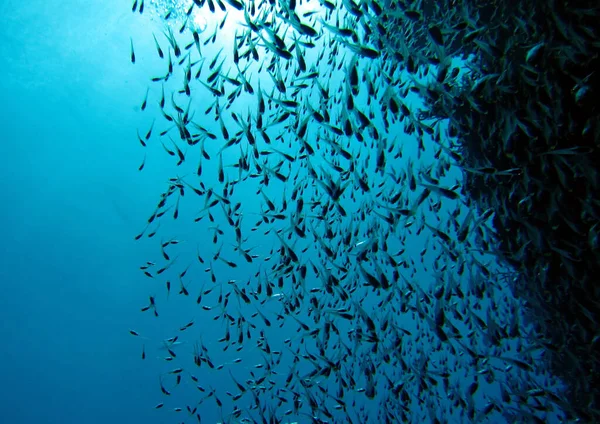 Onderwaterfotografie Zeeleven — Stockfoto