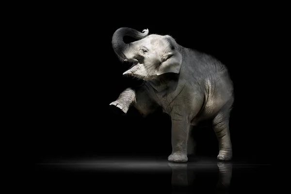 Velké Africké Zvíře Slon — Stock fotografie
