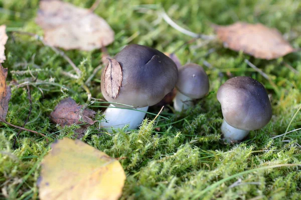 Ormanda Büyüyen Mantarlar Doğa Geçmişi — Stok fotoğraf