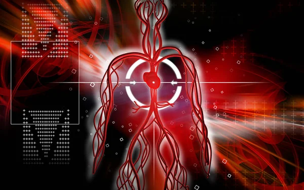 3D血管系统 人体器官 — 图库照片