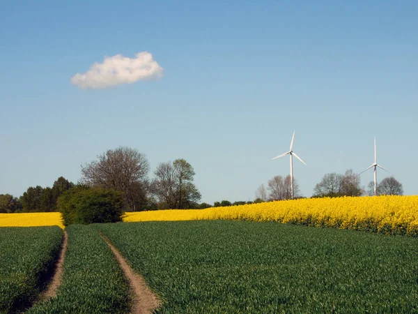 Gult Rapsfält Jordbruk — Stockfoto