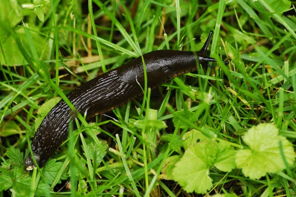 Lumaca Viscida Lumaca Crawler — Foto Stock