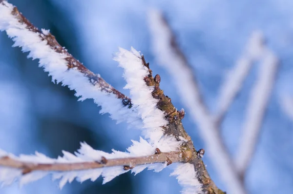 Větev Ledovými Krystaly — Stock fotografie