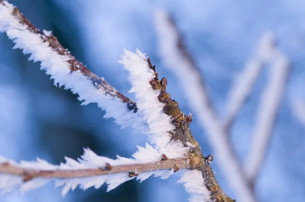 Branche Avec Cristaux Glace — Photo