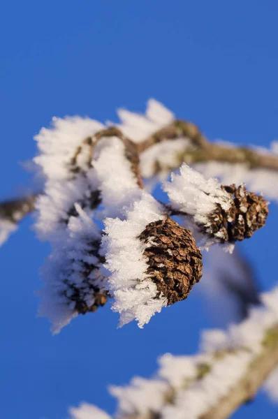 Catkin Amieiro Inverno — Fotografia de Stock