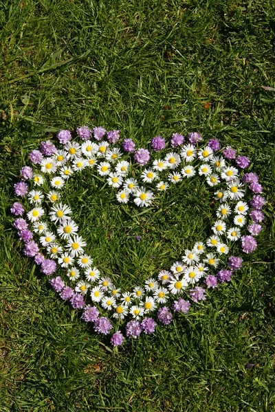 Heart Laid Out Daisies — Stok fotoğraf