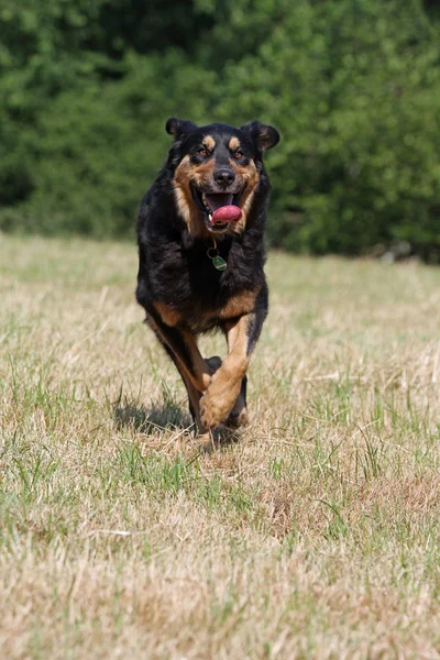 Şirin Bir Köpeğin Portresi — Stok fotoğraf