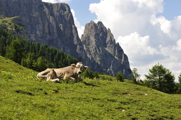 Alto Adige Провінція Північному Сході Італії — стокове фото