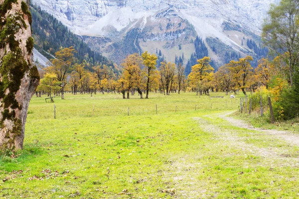 Arce Grande Vuelta Otoño — Foto de Stock