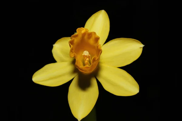 Γραφική Θέα Του Όμορφου Λουλουδιού Νάρκισσος — Φωτογραφία Αρχείου