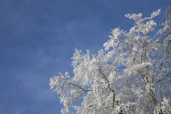 Ramas Árboles Invierno Con Heladas —  Fotos de Stock