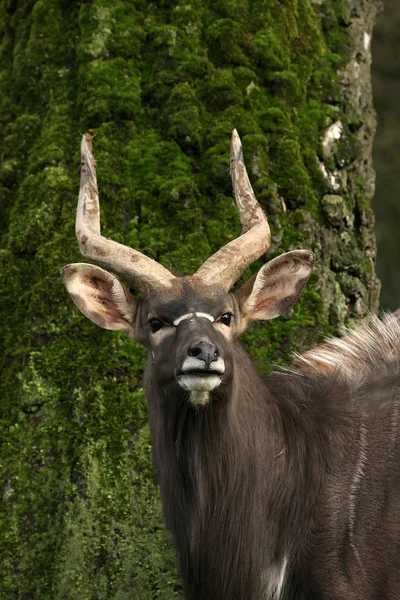 Doğadaki Antilop Hayvan Fauna — Stok fotoğraf