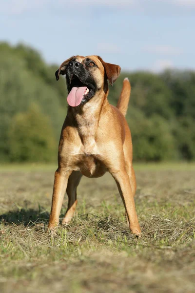 Game Call Boxer Hybrid — Stock Photo, Image