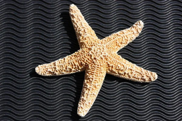 Marinheiro Estrelado Criatura Aquática — Fotografia de Stock