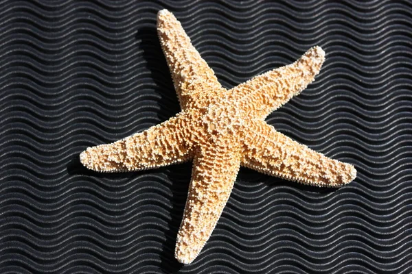 Marine Starfish Aquatic Creature — Stock Photo, Image