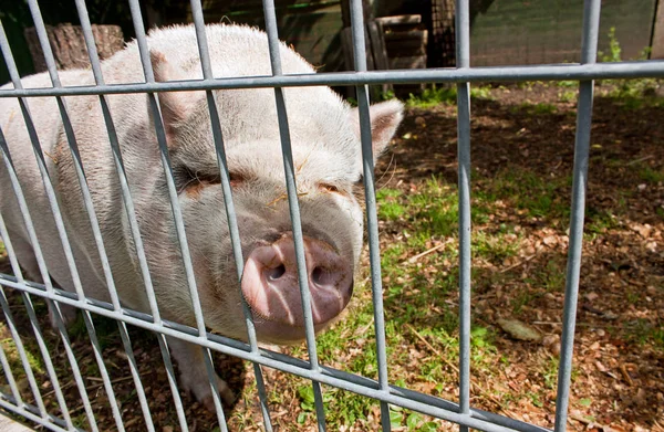 Animali Allevamento Attenzione Selettiva — Foto Stock