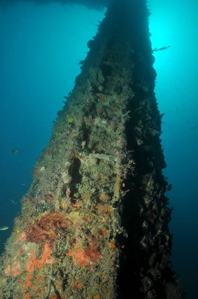 Szenischer Blick Auf Die Unterwasserwelt — Stockfoto