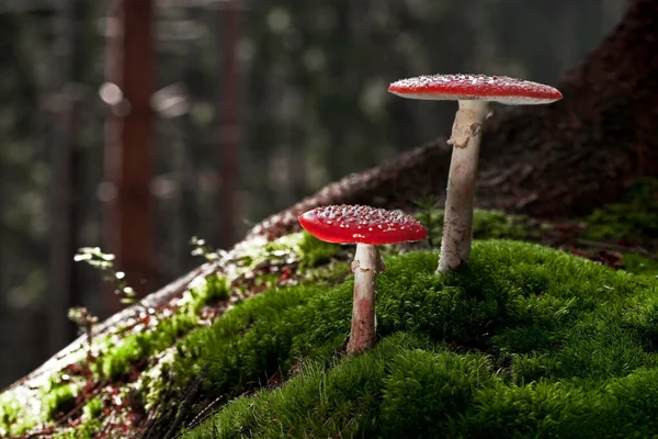 Growing Mushrooms Forest Nature Background — Stock Photo, Image