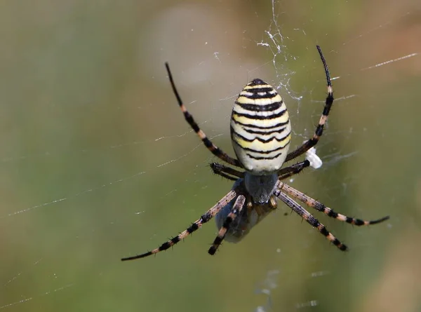 Close Bug Natureza Selvagem — Fotografia de Stock