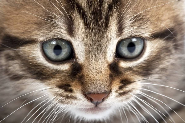 Lekfullt Och Roligt Katt Djur Eller Husdjur Koncept — Stockfoto