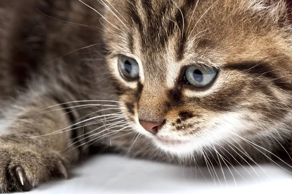 Verspieltes Und Lustiges Katzen Tier Oder Haustierkonzept — Stockfoto