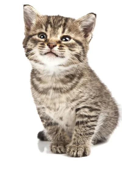 Lekfullt Och Roligt Katt Djur Eller Husdjur Koncept — Stockfoto