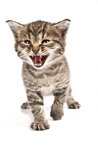 Verspieltes Und Lustiges Katzen Tier Oder Haustierkonzept — Stockfoto