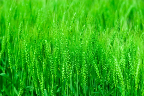 Prachtig Uitzicht Het Natuurlandschap — Stockfoto