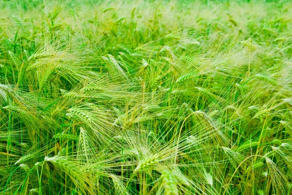 Vida Campo Enfoque Selectivo — Foto de Stock