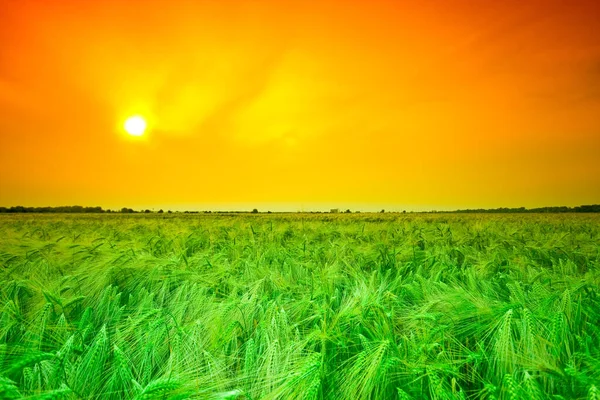 Wheat field in countryside, agriculture farmland