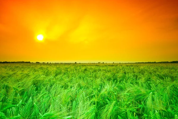 Weizenfeld Auf Dem Land Landwirtschaftliche Nutzflächen — Stockfoto