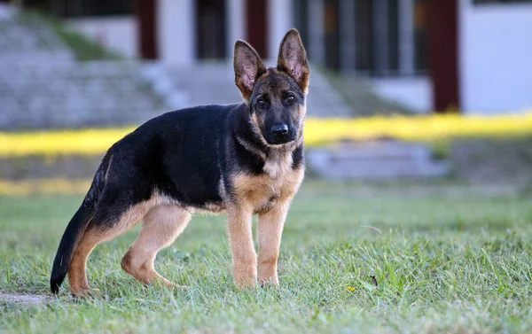 German Shepard Dog Nature — Stock Photo, Image