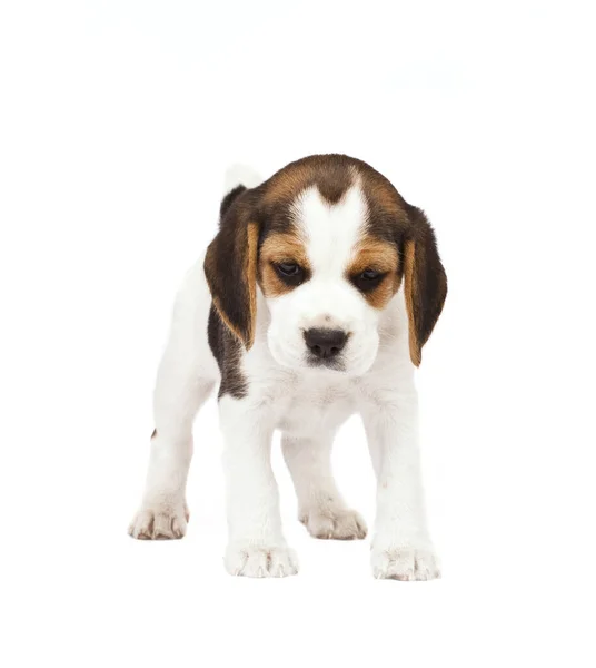 Retrato Lindo Adorable Perro Beagle —  Fotos de Stock