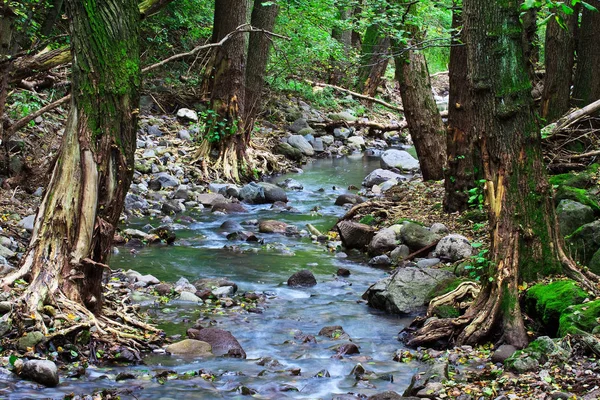 Гірська Річка Зеленому Лісі — стокове фото